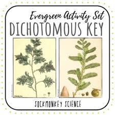We did not find results for: Dichotomous Key Worksheets Tree Identification Lab And Key Building Activity