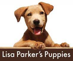 Local nonprofit lisa parker's puppies will hold its paws for celebration fundraiser from 5:30 to 8:30. Lisa Parker S Puppies Parkbench