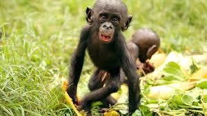 Discover all bonobo's music connections, watch videos, listen to music, discuss and download. Sozialverhalten Von Bonobos Zwergschimpansen Teilen Sogar Mit Fremden Wissen Sz De