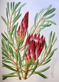 Image result for Protea rupestris