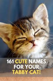 Black And White Kitten Names Unisex Looking For Inspiration In Naming Your Female Tabby Cat Check Out Our Amazing List Of 161 Tabby Cat Names You Can Tabby Cat Names Kitten Names Cute Cat Names