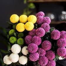 These All Round Ping Pong Disbud Chrysanthemums Can Be Used For A Modern Look Or Combined With Other Shapes In A T Flower Installation Flower Market Flowers