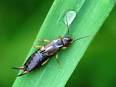 Entomologia agraria: Forbicina - Agraria. org