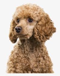 Maybe you would like to learn more about one of these? Poodle Png Images Transparent Poodle Image Download Pngitem