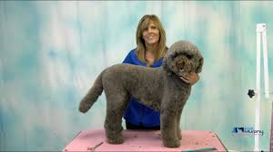 Cerca nel più grande indice di testi integrali mai esistito. Learn How To Groom A Labradoodle Dog With Curly Coat Youtube