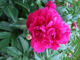 Deer not only dislike the flowers, they won't eat the foliage either. 17 Deer Resistant Perennials Dengarden