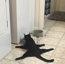 stupid dumb cat