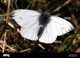 Image result for Pieris napi