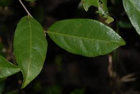 Image result for Cleistanthus schlechteri