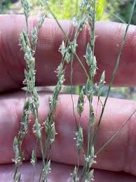 Image result for Eragrostis atrovirens