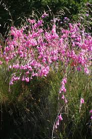 Image result for Dierama formosum × plowesii