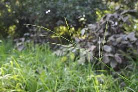 Image result for Acroceras zizanioides