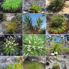 Image result for Syngonanthus longibracteatus