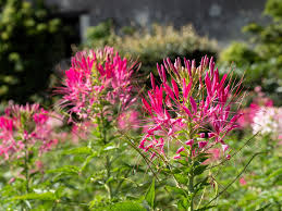 Image result for Cleome spinosa