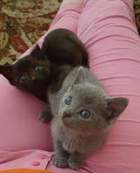 What S Two More In 2020 Animal Rescue Animal Rescue Site Animals