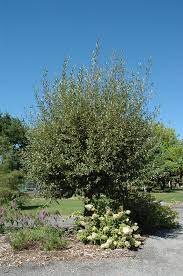 White willow contains salicin, which offers similar pain relieving and. Coral Bark Willow Salix Alba Britzensis In Des Plaines Mount Prospect Elk Grove Glenview Nile Illinois Il At Lurvey Garden Center