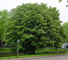 We did not find results for: The Red Horse Chestnut Tree Ferrebeekeeper