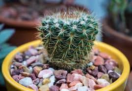 How Fast Do Cactus Grow Smart Garden Guide