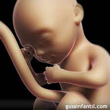 El Bebe En El Sexto Mes De Embarazo