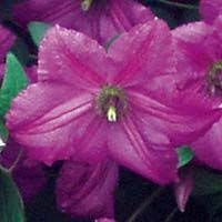 Supplied share adjust comment print Clematis Vit Kaaru Clematis Viticella Clematis Garten