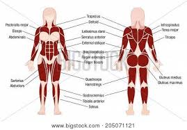 Posted on january 25 2016 by. Muscle Chart Accurate Vector Photo Free Trial Bigstock