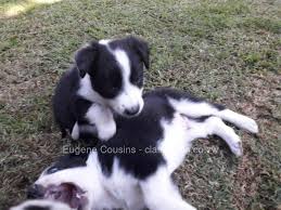Have traditional purebred black and white border collies puppies available for sale right now, just in time for christmas. Border Collie Puppy Www Classifieds Co Zw