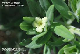 Image result for Justicia lithospermoides