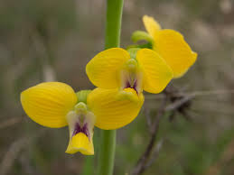 Image result for Eulophia sp. nov.