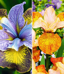 Der rabatt wird im warenkorb sofort sichtbar. Iris Kollektion Iris Bei Baldur Garten