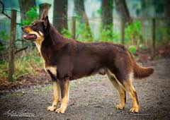Their nose, eye rims and lips are a rosey brown color. Australian Kelpie Wikiwand