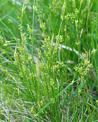 Image result for Carex mildbraediana