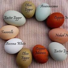 Bird Egg White With Brown Speckles Eggs Names And Colors Egg Laying Chickens Chicken Egg Colors Chickens Backyard