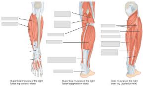 Quantitative, anatomical analysis and its clinical implications in acupuncture practice. Anatomy And Physiology Lab I On Openalg