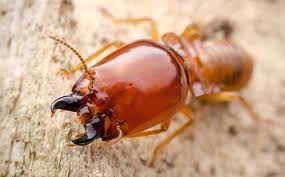 Houses that were built simultaneously and in the same neighborhood get termite infestation at the same time. Blog What Not To Do If You Spot Signs Of Termites Around Your Baton Rouge Property