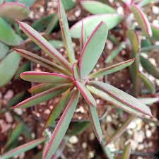 Image result for Senecio greenwayi