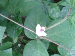 Image result for Macrotyloma daltonii