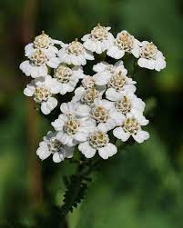 Yarrow Achillea Millefolium Achillea Millefolium Wikipedia Butterfly Mix Theodore Payne Achillea Achillea Millefolium 15 Flowers