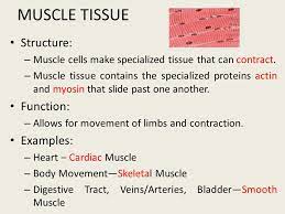 Check spelling or type a new query. Epithelial Cells Form Epithelial Tissue Ppt Video Online Download