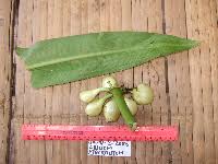 Image result for Crinum subcernuum