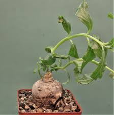 Image result for Pterodiscus angustifolius