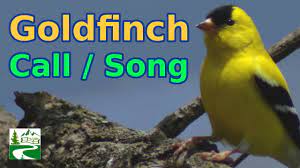 It is often very gregarious, especially during the nonbreeding season, when it flocks to roadsides and. American Goldfinch Call Song Sound Bird Youtube