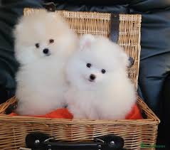 Pomeranian puppies for sale in pa