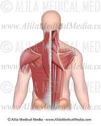 The accompanying muscle diagram reveals the. Back Muscles Unlabeled Alila Medical Images