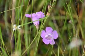 Image result for Geigeria filifolia