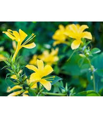 Image result for Barleria whytei