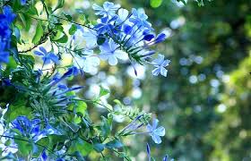 Scegli la consegna gratis per riparmiare di più. Cerchi Piante Rampicanti Per Il Terrazzo Ecco Il Plumbago Fuori Di Verde