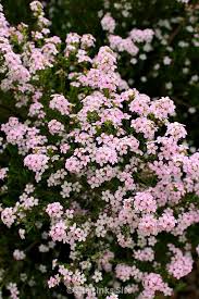 Buy premium plan get 2 free gifts. Diosmas Provide A Gorgeous Display Of Small White Or Pink Flowers In Spring Thelinkssite Com Hardy Plants Small Pink Flowers Plants