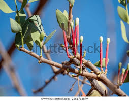 Image result for Tapinanthus forbesii