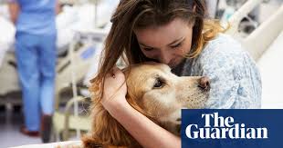 Welcome to yasa pets hospital … explore a fully functioning hospital full of doctors and nurses!yasa pets hospital is totally free to play !! Dogs Have A Magic Effect How Pets Can Improve Our Mental Health Dogs The Guardian