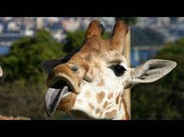 The internet was practically invented for funny animal pictures. I M 100 Sure That You Will Not Be Able To Stop Laughing Funny Wild Animals Compilation Youtube